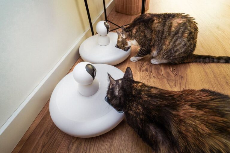 Best Smart Pet Feeders 2026