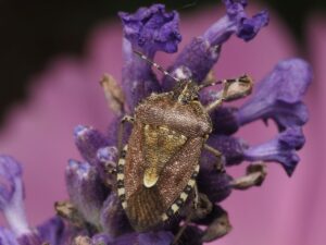 insect repellent clothing